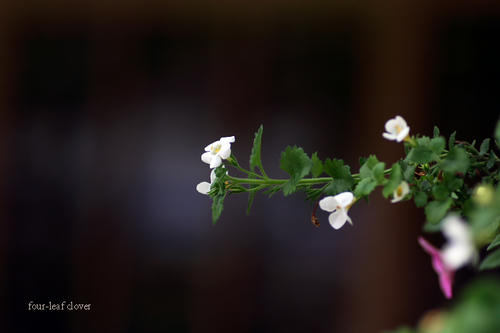 小さなお庭の花
